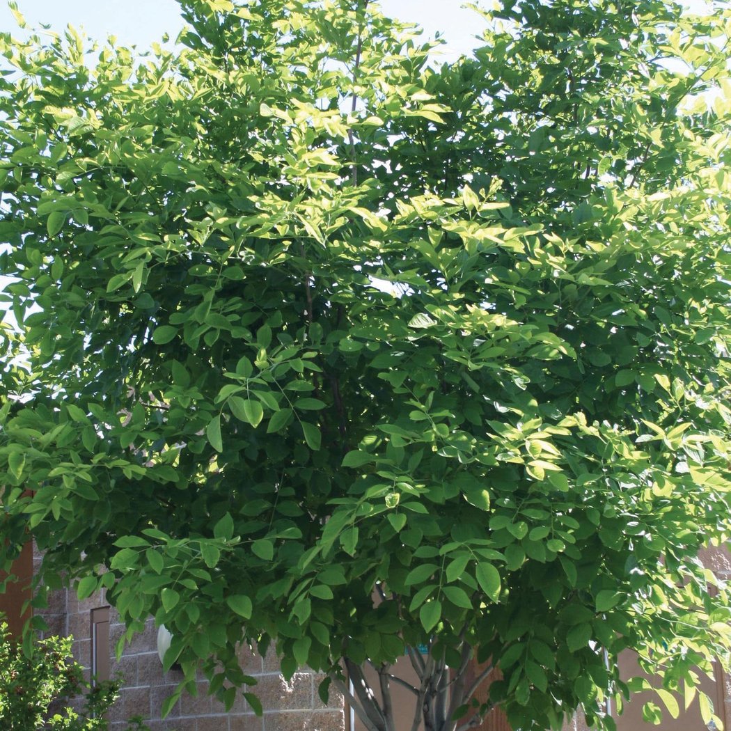 TreeMaster & TreeKeeper Classroom Training 2
